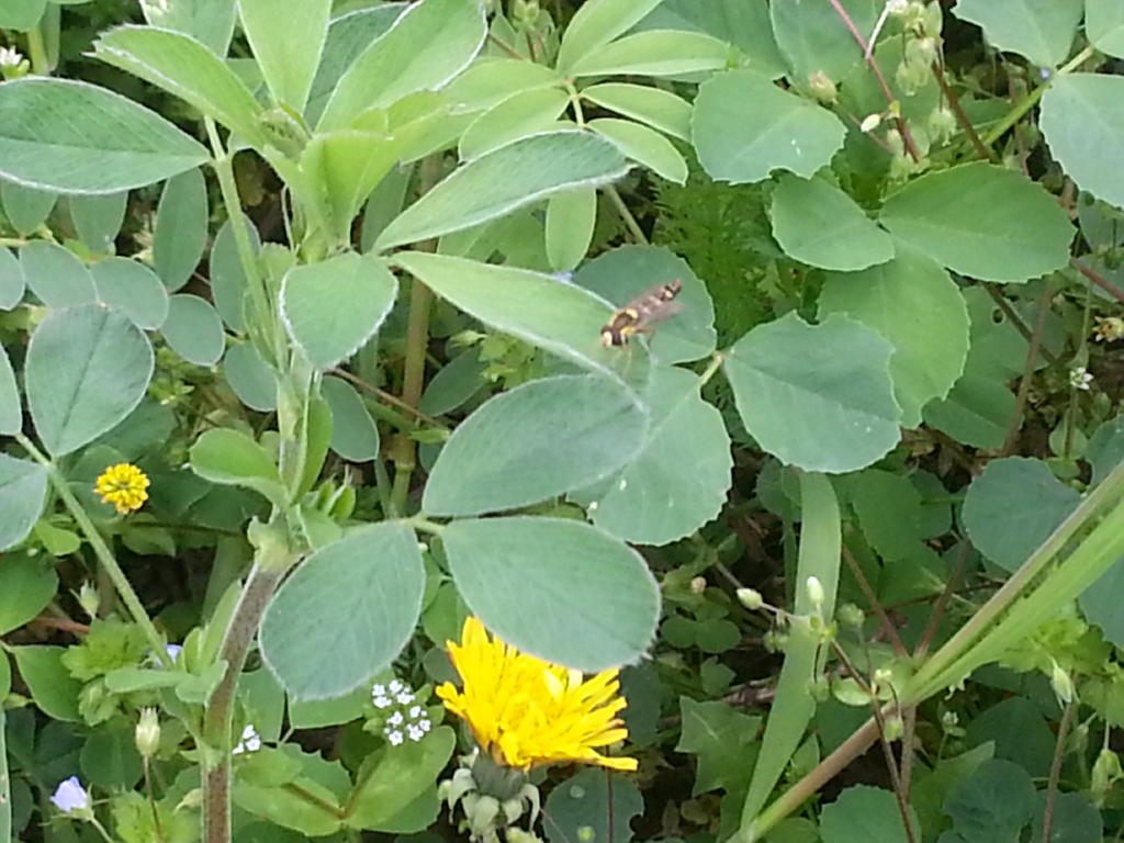 Rebzeilenbepflanzung